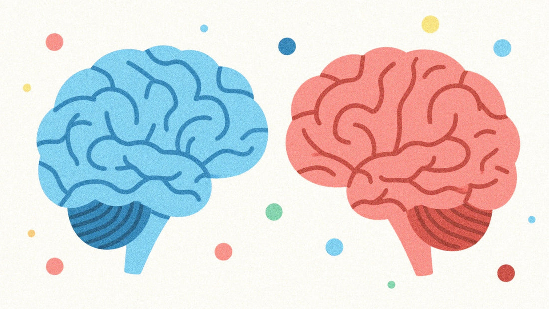Diagram of sympathetic vs parasympathetic nervous system, showing opposing functions like increased heart rate vs digestion support.