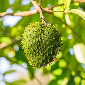 Soursop Liquid Drop for Cell regeneration & Immune support-Vegan Soursop Bitters Liquid,99% High Absorption form Soursop Leaf & Fruit Complex-4 Fl Oz